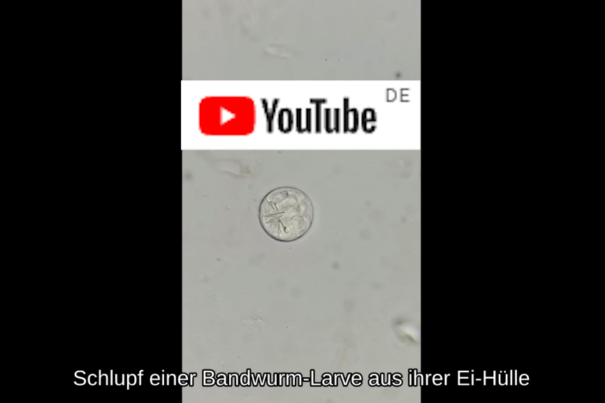 Schlupf einer Bandwurmlarve (Youtube)