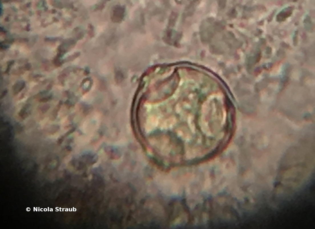 Birkenpolle unterm Mikroskop (Igel Kotuntersuchung)
