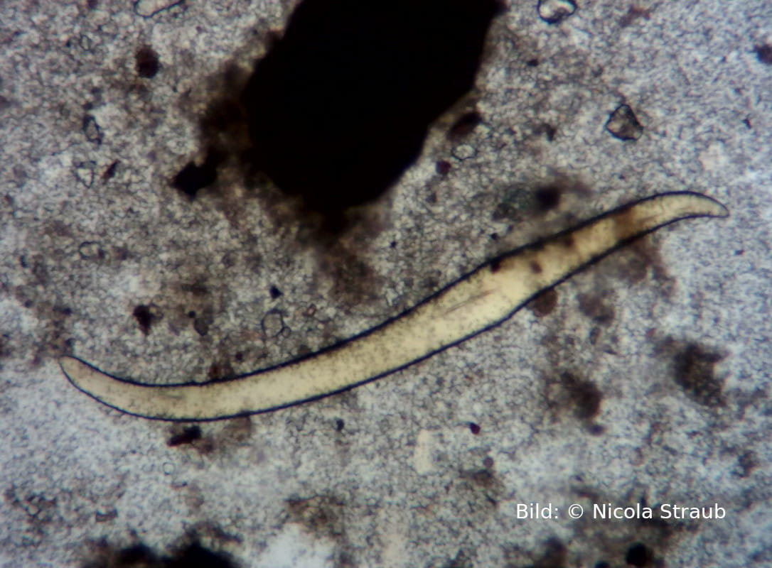 Regenwurm-Borste unterm Mikroskop (Igel Kotuntersuchung)