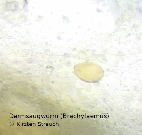 Darmsaugwurm (Brachylaemus) Ei (c) Kirsten Strauch