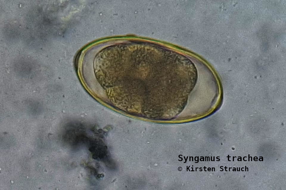 Syngamus trachea (Luftröhrenwurm) Ei (c) Kirsten Strauch