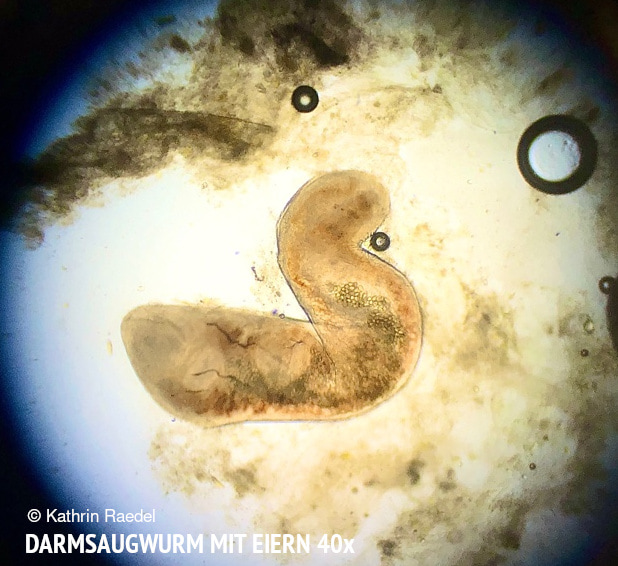Adulter Darmsaugwurm (Brachylaemus) mit Eiern