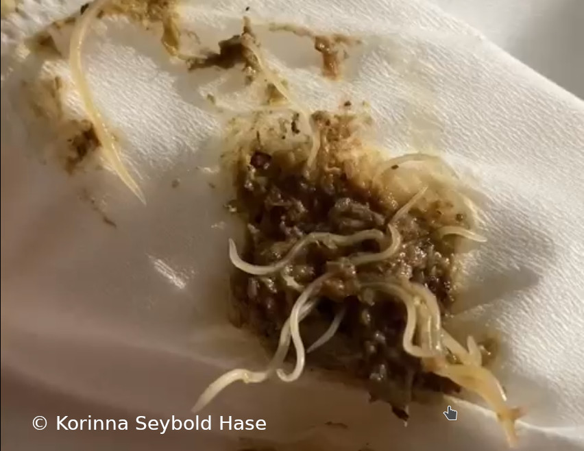 Spulwürmer im Kot eines Rassetäubchens